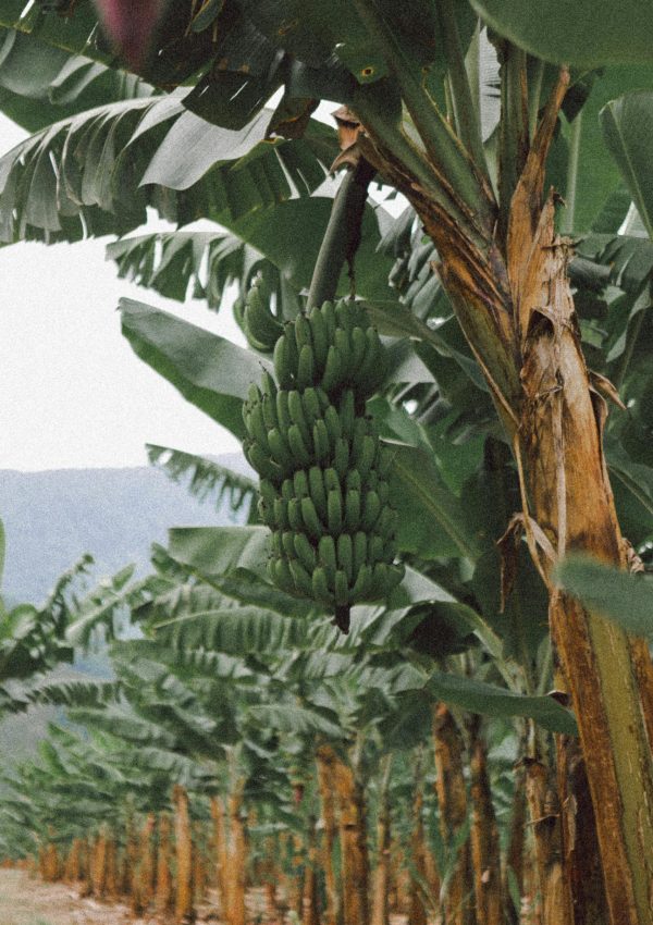 Close-up of growing bananas in a lush outdoor plantation setting.