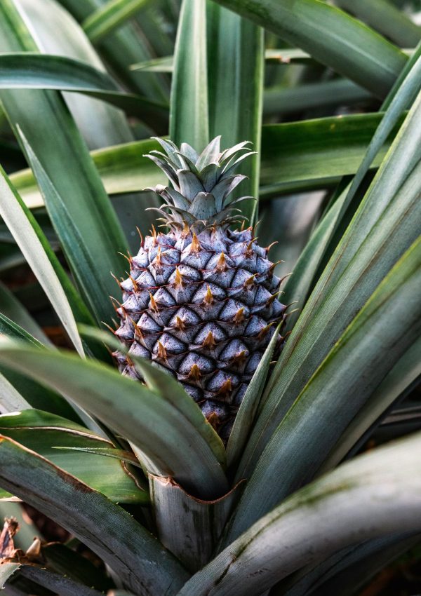 A fresh pineapple surrounded by lush green leaves captured in a stunning close-up. Perfect for tropical themes.