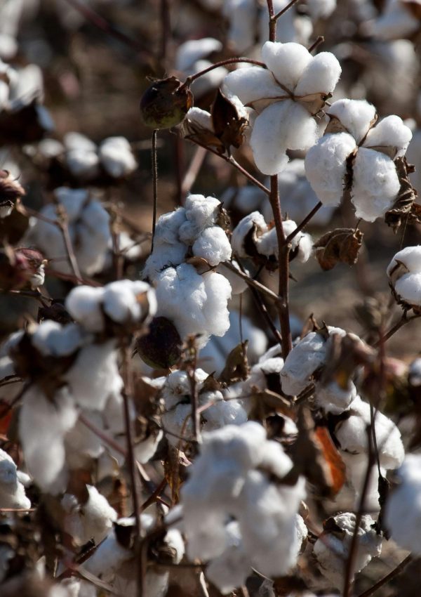 Detailed view of cotton boll plants ready for harvest in a field.