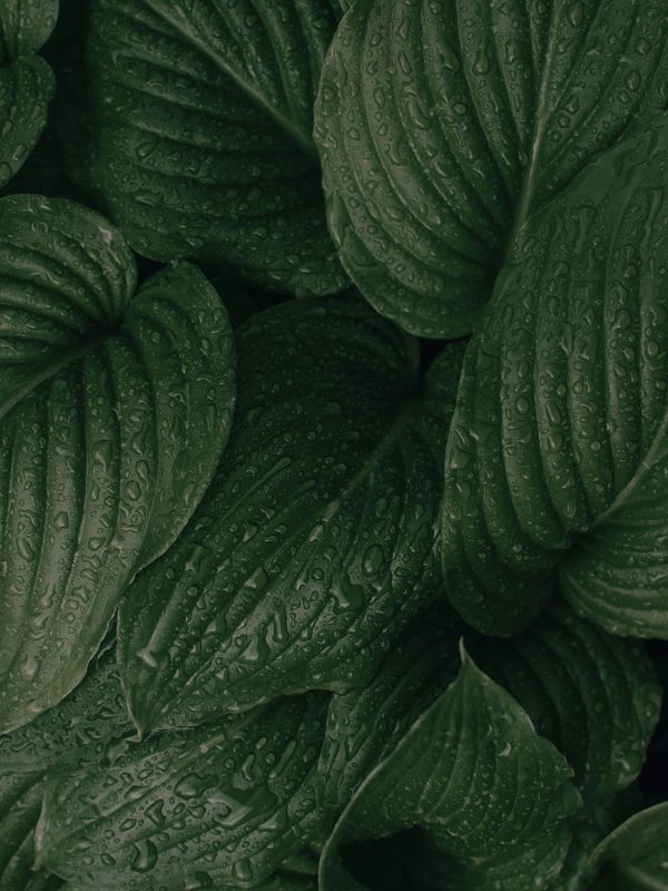 pexels-photo-7941158-7941158 Close-up of green leaves with droplets, showcasing a natural lush foliage pattern.